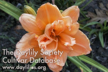Daylily Peach Magnolia